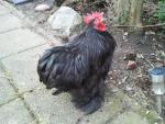 jonge zwarte cochin kriel